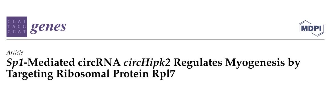 Sp1-Mediated circRNA circHipk2 Regulates Myogenesis by Targeting Ribosomal Protein Rpl7