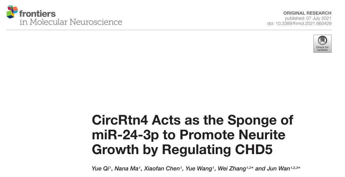 CircRtn4 Acts as the Sponge of miR-24-3p to Promote Neurite Growth by Regulating CHD5